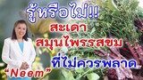 รู้หรือไม่ !! สะเดา สมุนไพรรสขมที่ไม่ควรพลาด | Neem | พี่ปลา Healthy Fish