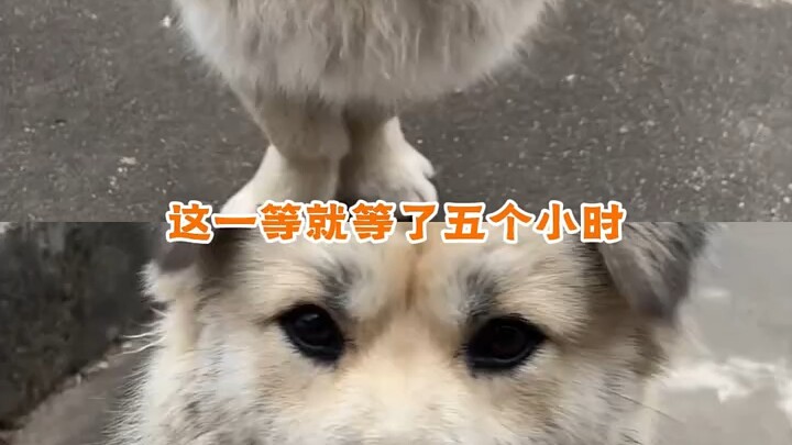 Anak anjing tidak bisa berbicara, tetapi anak anjing mencintaimu. Anak anjing tidak bisa berbicara, 