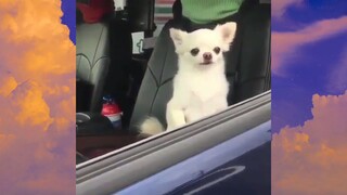 หมาตลก #ชาติที่เป็นมนุษย์ #555