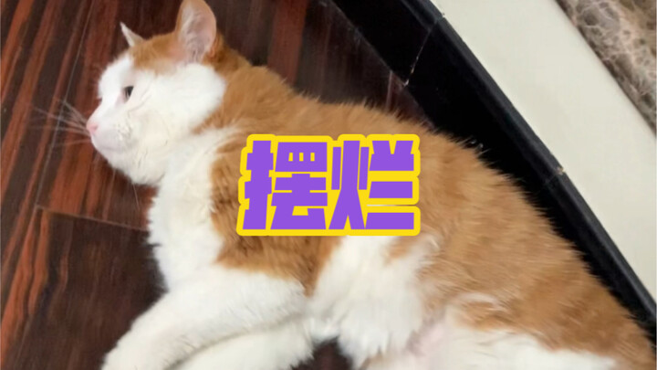 Kehidupan Kucing yang Menyerah dari Si Kakek Kucing Berusia 21 Tahun