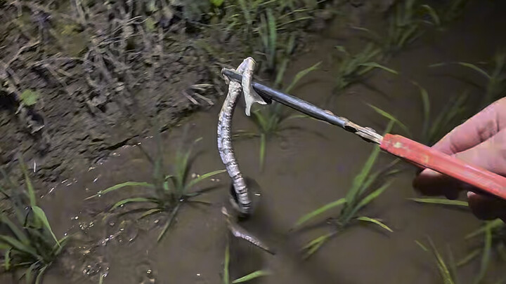 Ini Dia! Kumpulan Video Belut Besar Selama 10 Hari di Guizhou