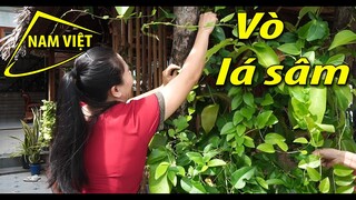 Vò lá sâm - cứng ngon không giấu nghề [live] không cắt video - Nam Việt 1660