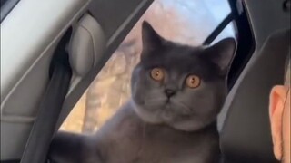 【动物配音】哥，第九条命了别搞