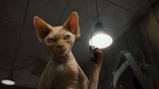 Đại Chiến Chó Mèo 2010