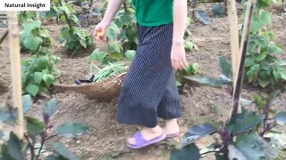 Thu hoạch đậu cove, dưa leo và cà tím nhà trồng 12