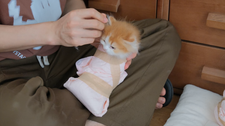 Cat Kindergarten Deworming Operation