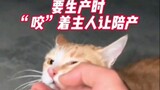 Recently, in Dejiang, Guizhou, a cat that was picked up and fed three years ago "bited" its owner wh