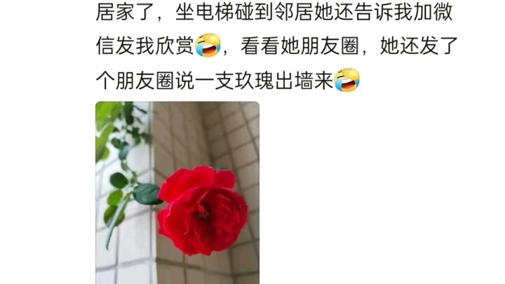 My neighbor even added me on WeChat just to send me pictures of my rose that’s blooming over the wal