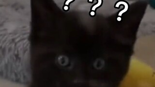 القطة: سأتحول إلى الشر اليوم، فلينظر من يجرؤ على إيقافي