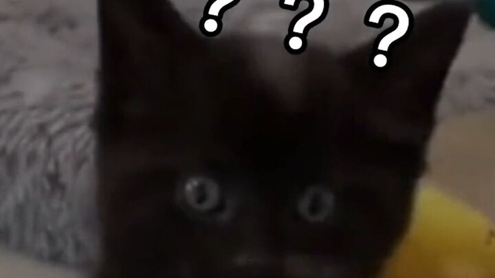 Cat: I'm going evil today—let's see who dares to stop me!