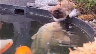 从来没见过这么多大鱼