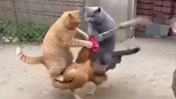 oyen gabut 😱🙀😂