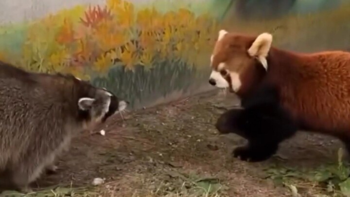 I heard some fans want to see the chemistry between a red panda and a raccoon? Got it!