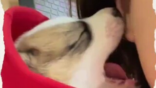 Little puppy drinking milk