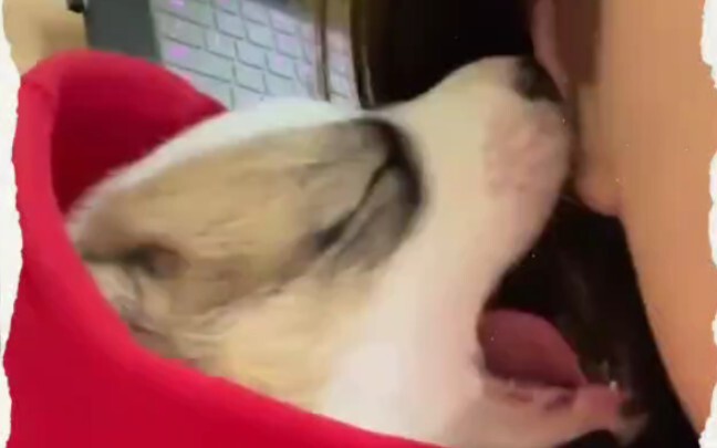 Anak anjing kecil minum susu