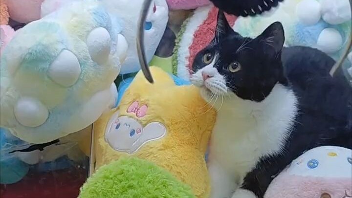 Merchant: You can take the doll, but the deputy store manager, please leave it to me.