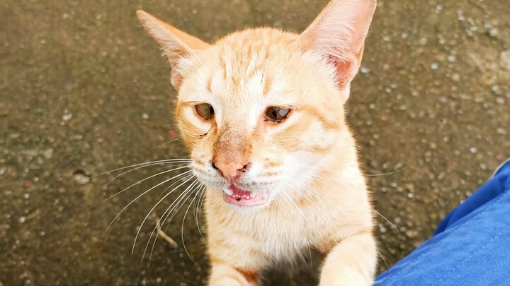 si oyen manja