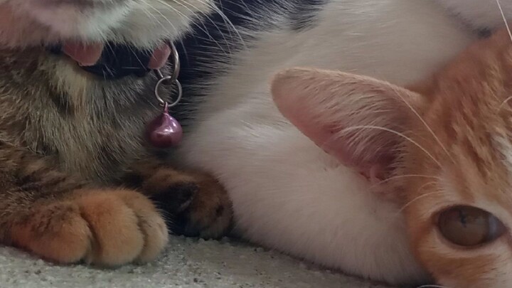 Cats in Philippines 😊🐱🐱🐱🐱