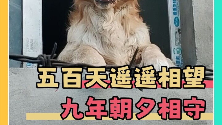 Masih ingat kisah si kecil golden retriever Halo?