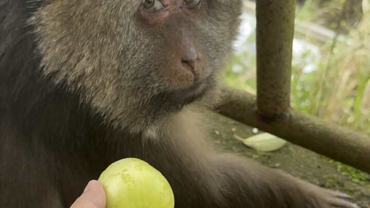 老蹬、信不信我刀你