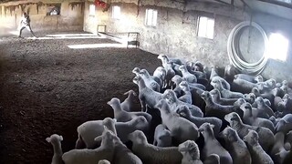 A video tells you why it is called Sheep Knife