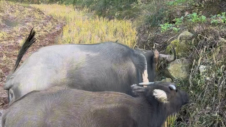 Plowing the winter paddy fields: Nai Tang is learning how to plow from her mom. Every time we go hom