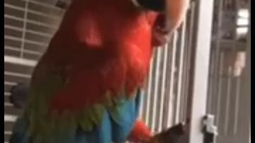 premium permanen 😁