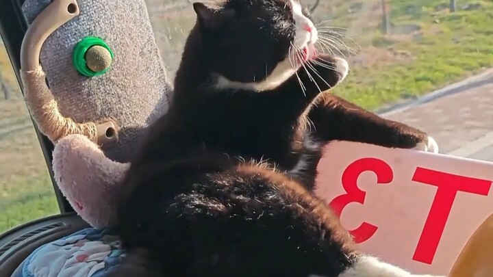 You can tell at a glance which cats live in an overindulged, pampered environment.