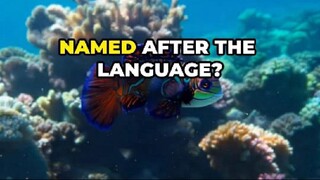 Mandarin Fish Name Meaning: A Splash of History