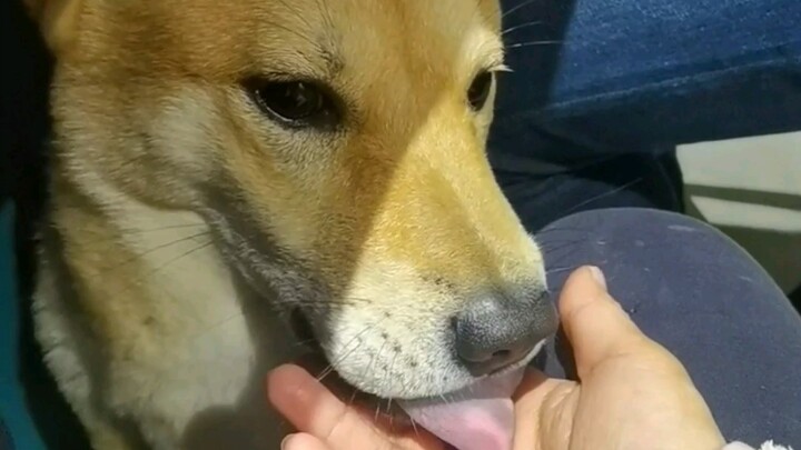 The country dog’s closeness to humans has reached its absolute limit—wherever the master is, no matt