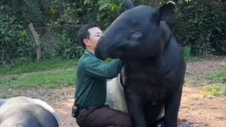 Makhluk legendaris pemakan mimpi, benar-benar gede banget!