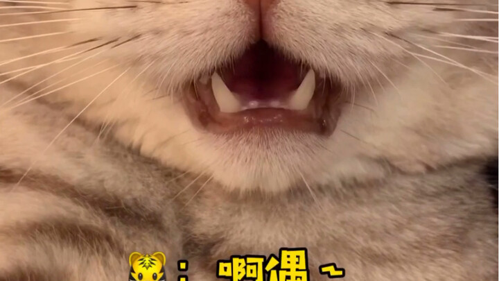 Apa yang sudah dipelajari Xiao Wang...?