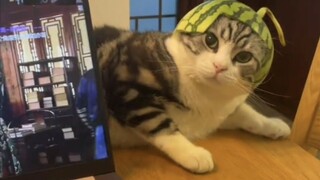 "اتضح أن هناك سببًا يمنع القطط من اللعب مع الكلاب!"