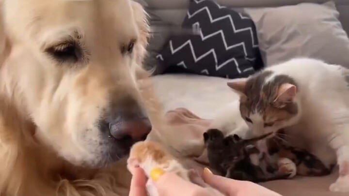 When the golden retriever dog heard that the mother cat gave birth to a baby,
