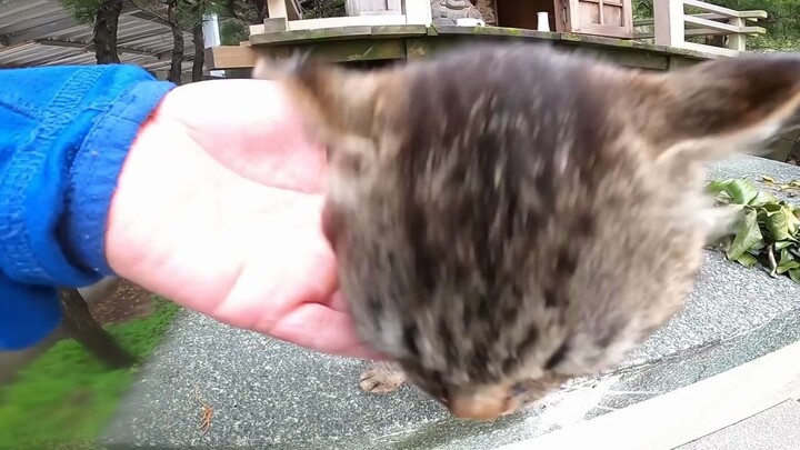 Kucing liar yang pura-pura manja sambil mengeluarkan suara dengungan begitu menggemaskan!