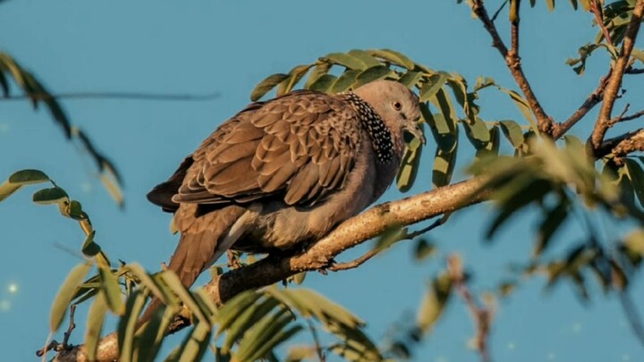 PANCINGAN BURUNG TERKUKUR LANGSUNG NYAUT DENGAN GEMERICIK AIR