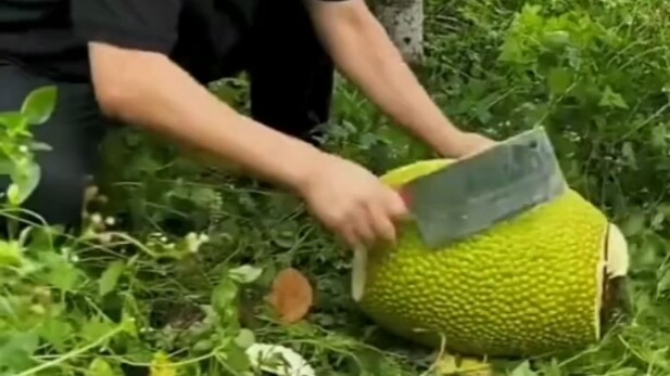 [Laugh-Out-Loud Ami] The latest video is live—come check it out!