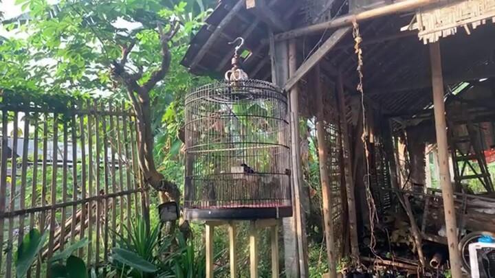 Coba cara ini SUARA Murai batu SEMAKIN KENCENG !!