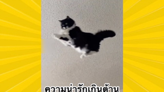 สัตว์เลี้ยงเพื่อนขนปุย : ความน่ารักเกินต้าน