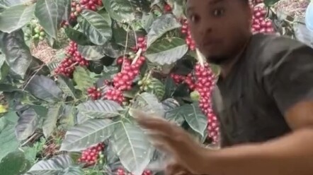 Sự thức tỉnh của dòng máu