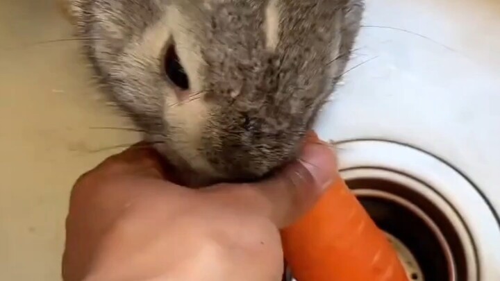 Tidak heran memang anjing penggembala kelinci