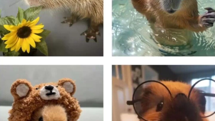 capybara