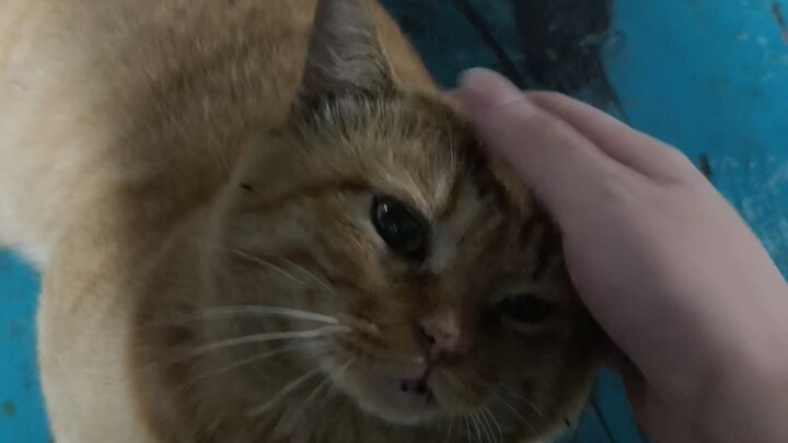 Reminder: Don’t casually touch stray cats or dogs on the street.