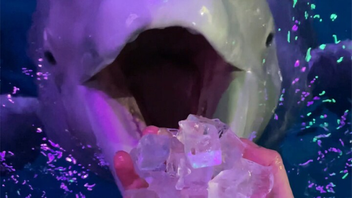 Ngasih camilan ke Dabai dan Xiaohēi 😊