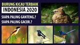 Burung Kicau Terbaik 2020 - Burung gacor murah tapi berkualitas