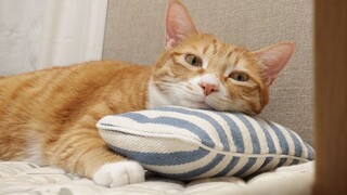 My Cat Sleeping On A Pillow