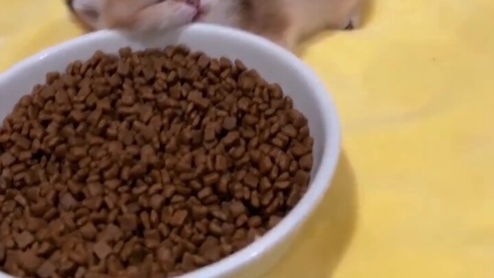 Well, I haven't eaten for a minute. I'm going to eat soon! ~!