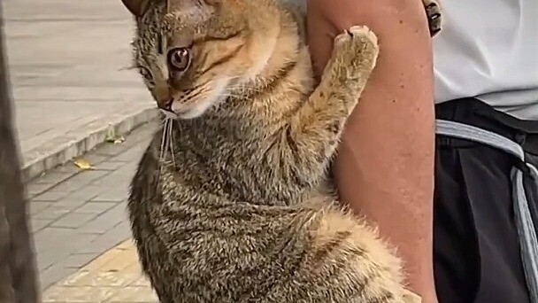 A new species in the cat world—this is the first time I’ve been struck by a cat’s looks.