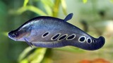 Ikan Hias unik - Clown knife fish