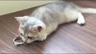 Cute Cat - Chú Mèo Con  Dễ Thương - Funny Cat